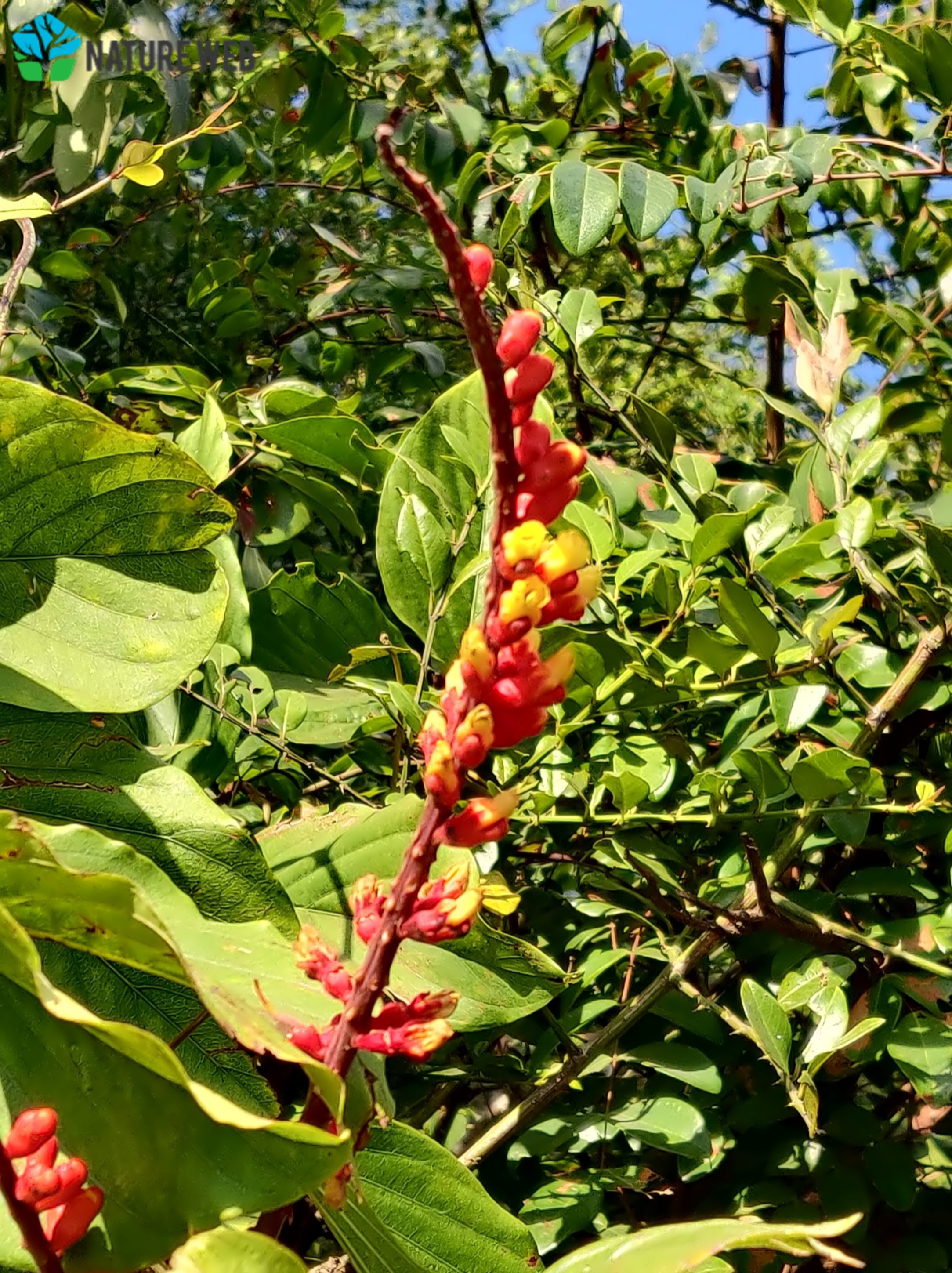 Candy corn plant